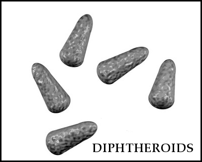 diphtheroids